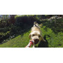 Крепление для камер GoPro на собаку Fetch (ADOGM-001) фото 7